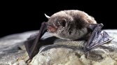باشگاه خبرنگاران -انقراض خفاش‌ها و افزایش سرسام‌آور پشه‌ها!