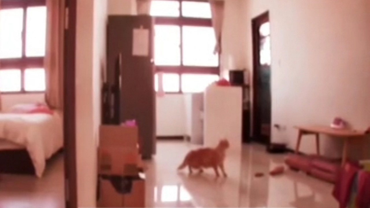 رفتار گربه‌ها قبل از وقوع زلزله تایوان + فیلم