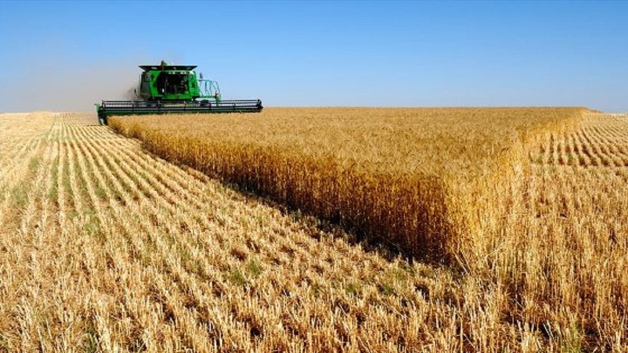پیش‌بینی تولید ۵۵۰هزار تن گندم در لرستان