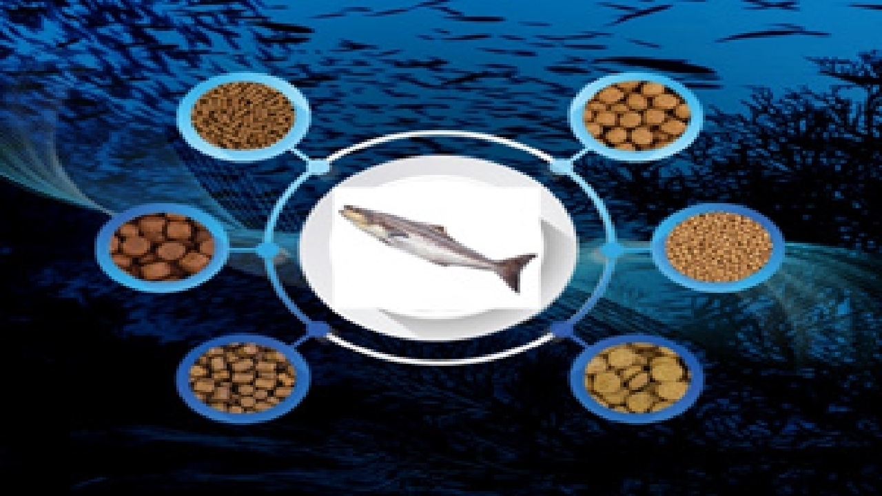 تولید ۸۰ درصد تخم چشم‌زده ماهی قزل‌آلا در چهارمحال و بختیاری