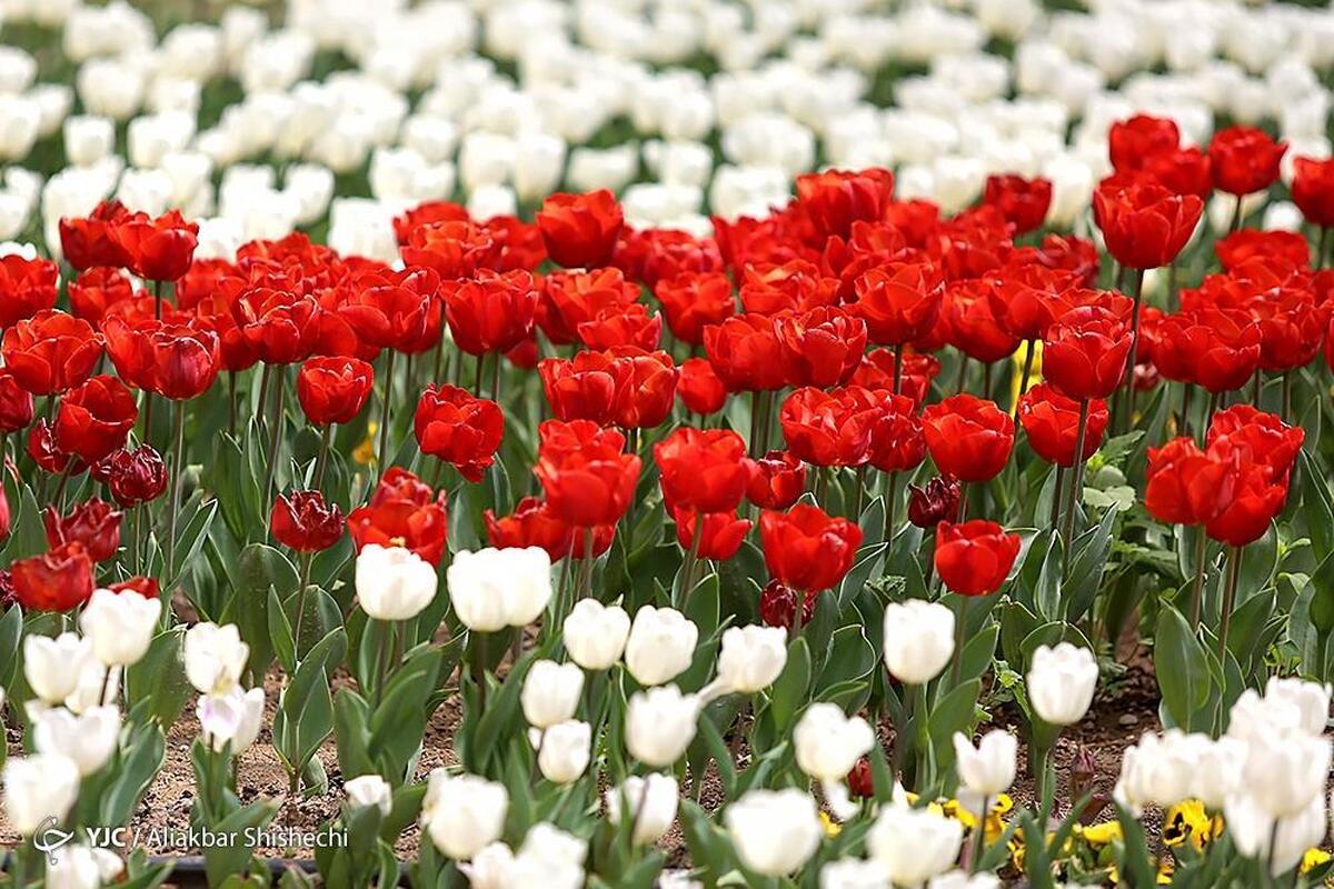 جشنواره گل‌های لاله در پارک ملت مشهد