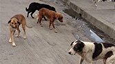 باشگاه خبرنگاران -زنده گیری مستمر سگ‌های بلاصاحب در اردبیل