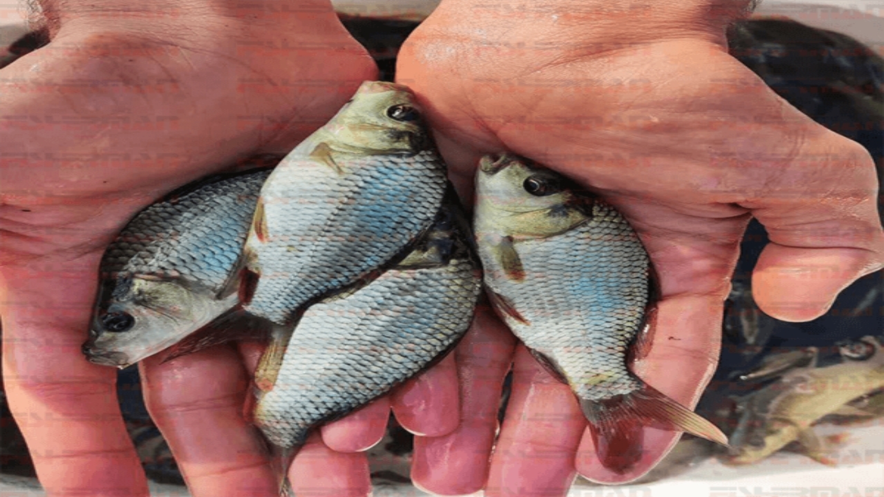 اجرای طرح تکثیر طبیعی ماهی کپور در گلستان برای نخستین بار