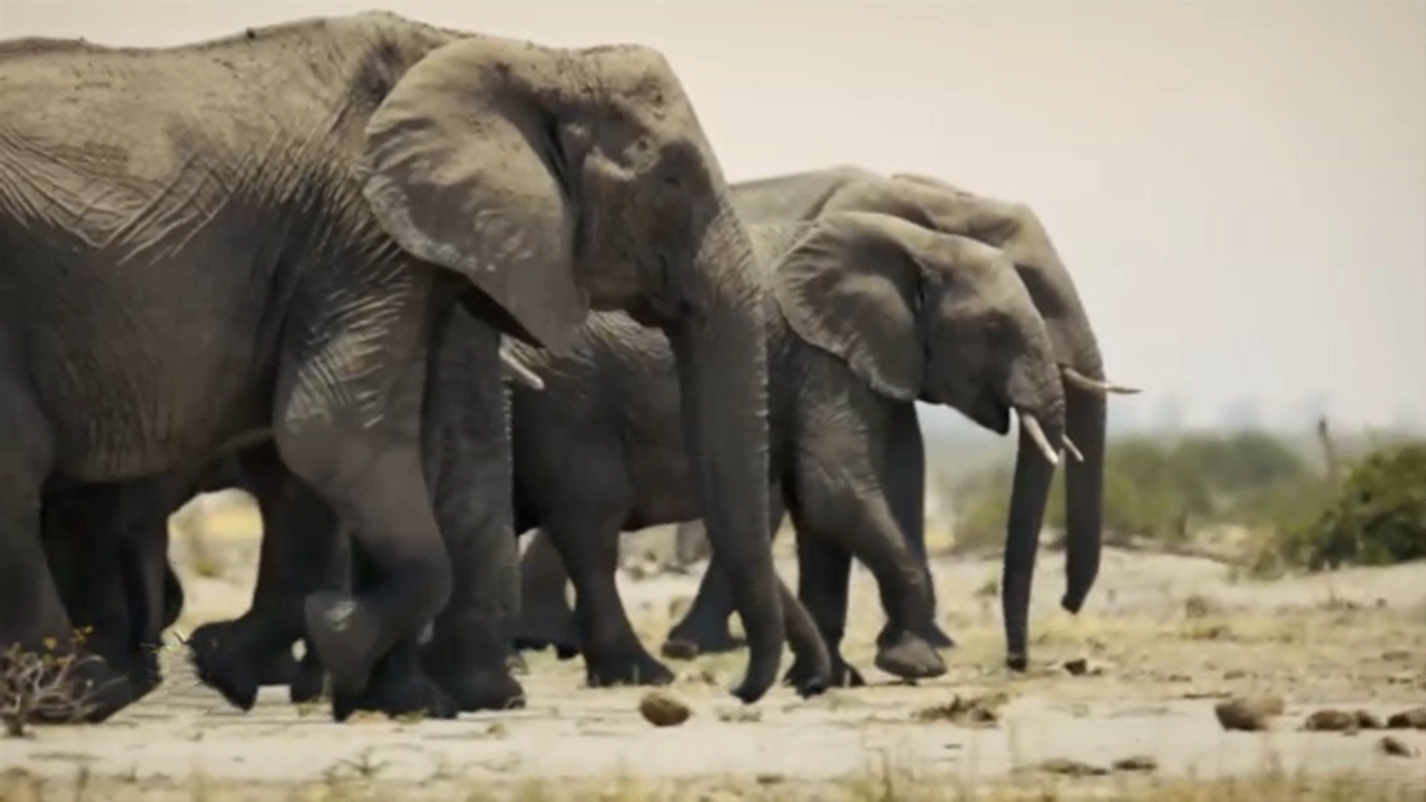 چالش پیدا کردن آب برای فیل‌ها + فیلم