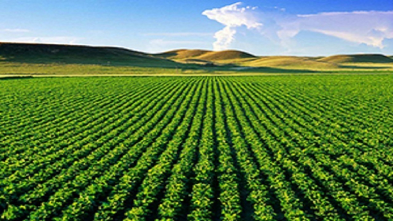 سهم لرستان در طرح جهش تولید در دیمزار‌های کشور ۷ درصد است
