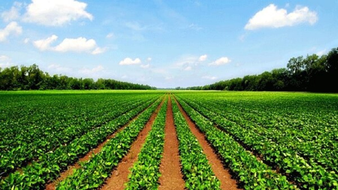 فقط ۳۰ درصد دانش کشاورزی وارد مزرعه شده است