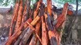 باشگاه خبرنگاران -کشف و ضبط چوب آلات قاچاق جنگلی در شهرستان سوادکوه