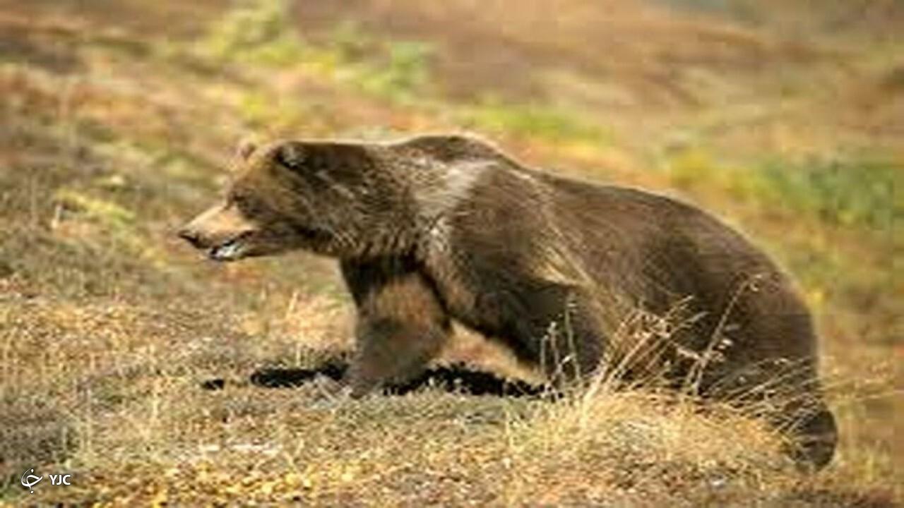 بانوی پیرانشهری در حمله خرس به شدت زخمی شد
