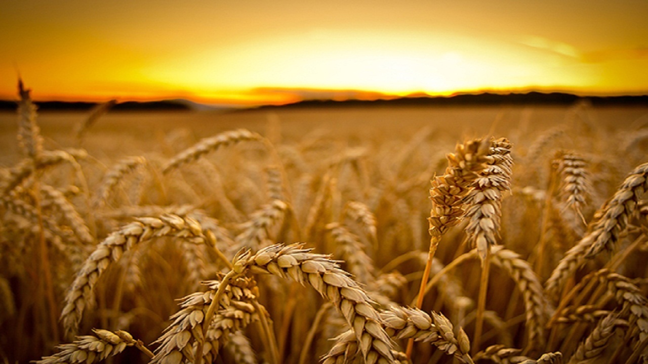 خرید ۵۱ تن گندم از کشاورزان خوزستان