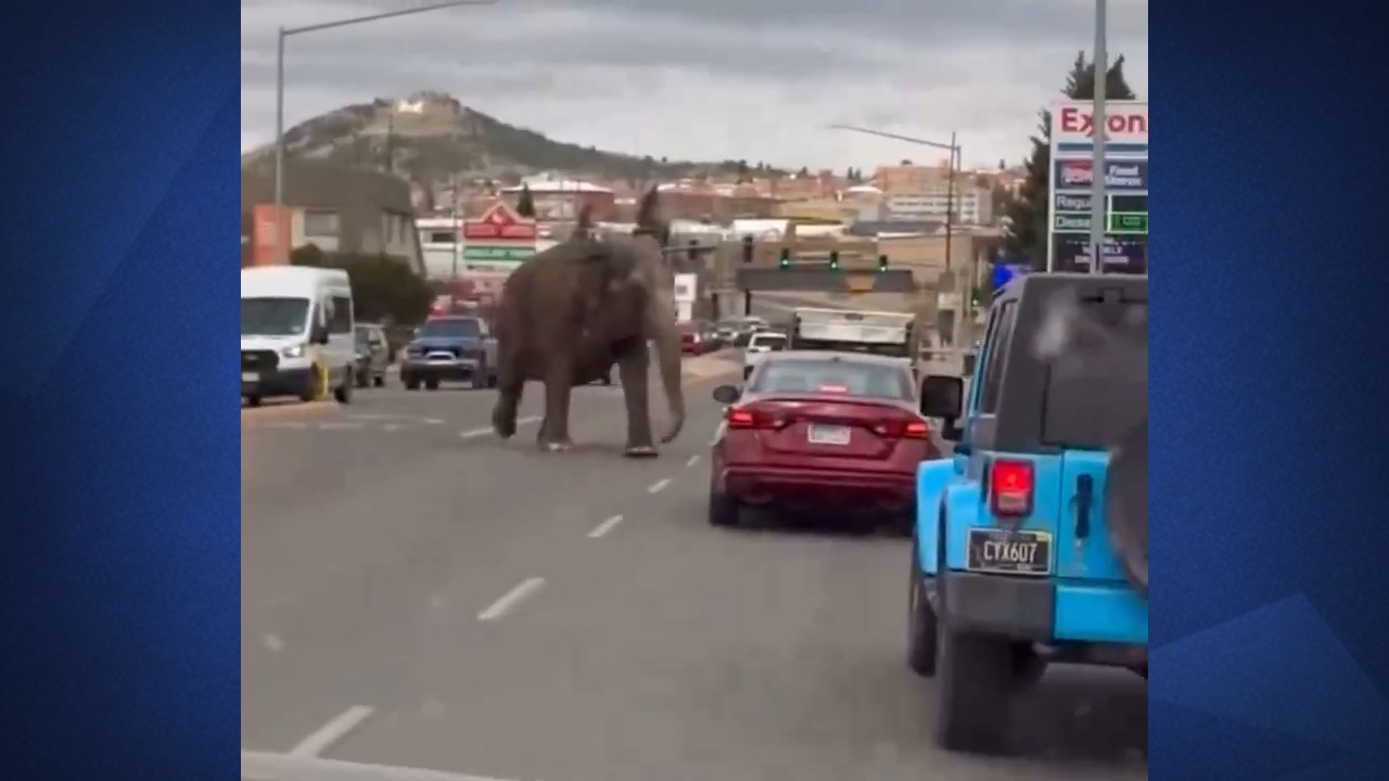 فرار کردن یک فیل از سیرک در آمریکا + فیلم