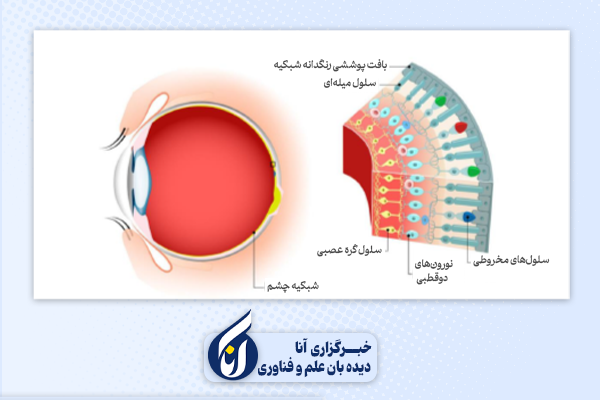 سلول‌های استوانه‌ای و مخروطی چشم