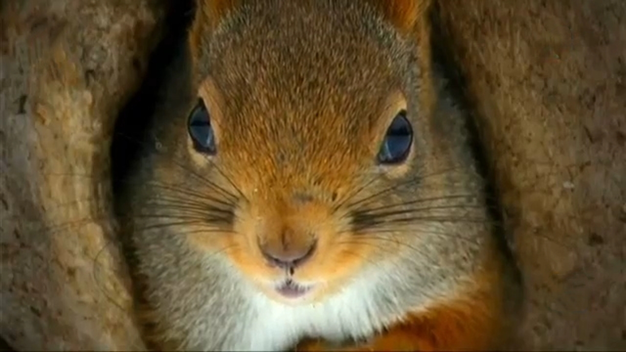 دعوای سنجاب‌ها بر سر غذاهای ذخیره شده + فیلم