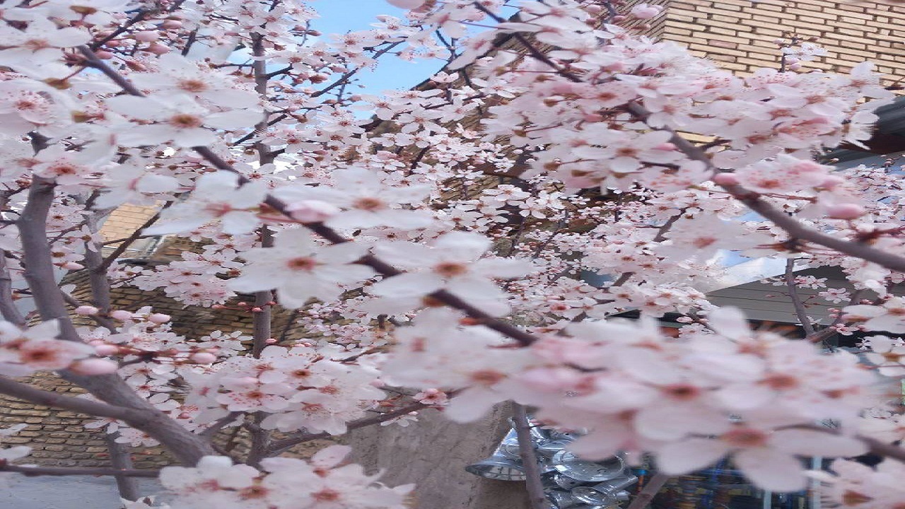 شکوفه‌های چشم نواز درختان لارستان به وقت بهار + تصاویر