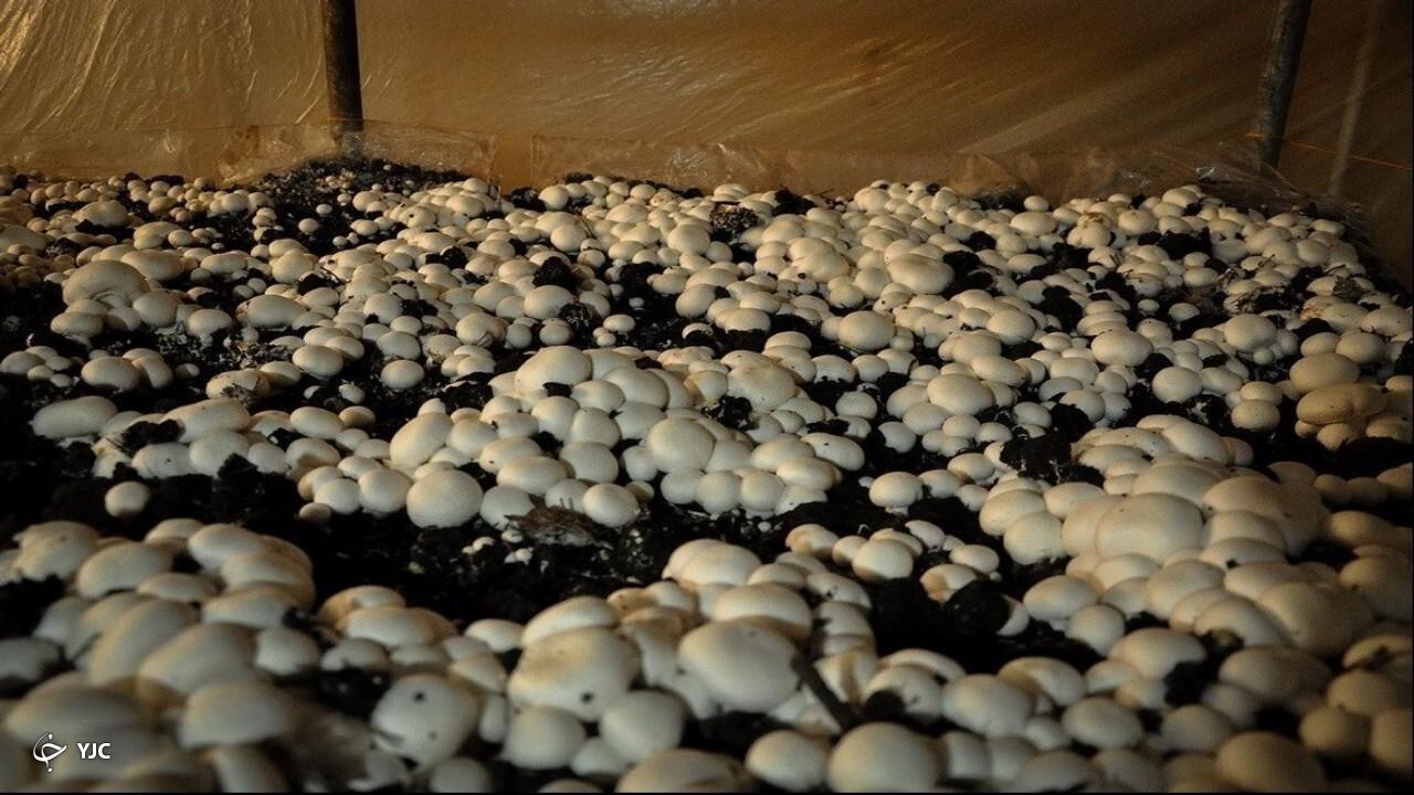 سالانه ۳ هزار و ۵۰۰ تن قارچ‌خوراکی در آذربایجان‌غربی تولید می‌شود