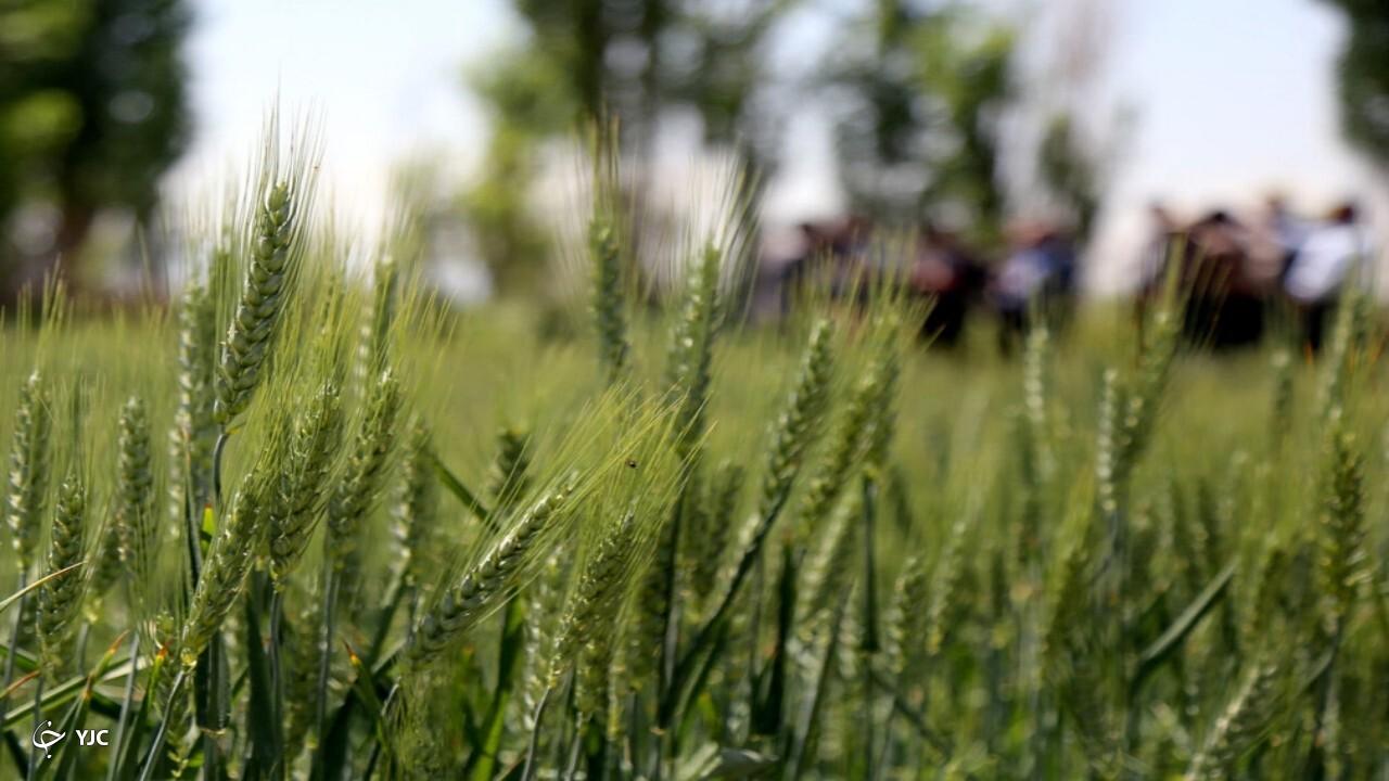 امسال ۹۳ هزار تُن گندم در میاندوآب برداشت می‌شود