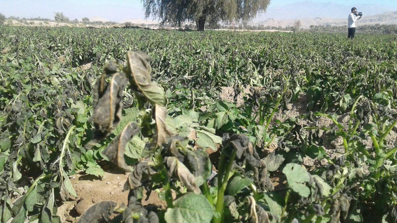 سرمازدگی در کمین محصولات کشاورزی کرمان