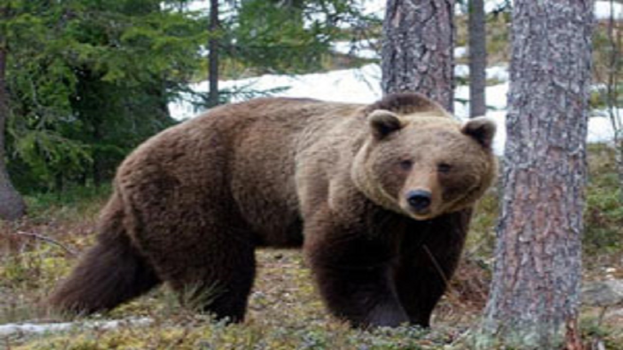 ثبت تصویر خرس قهوه‌ای در منطقه حفاظت شده اشترانکوه توسط محیط‌بانان لرستان+فیلم