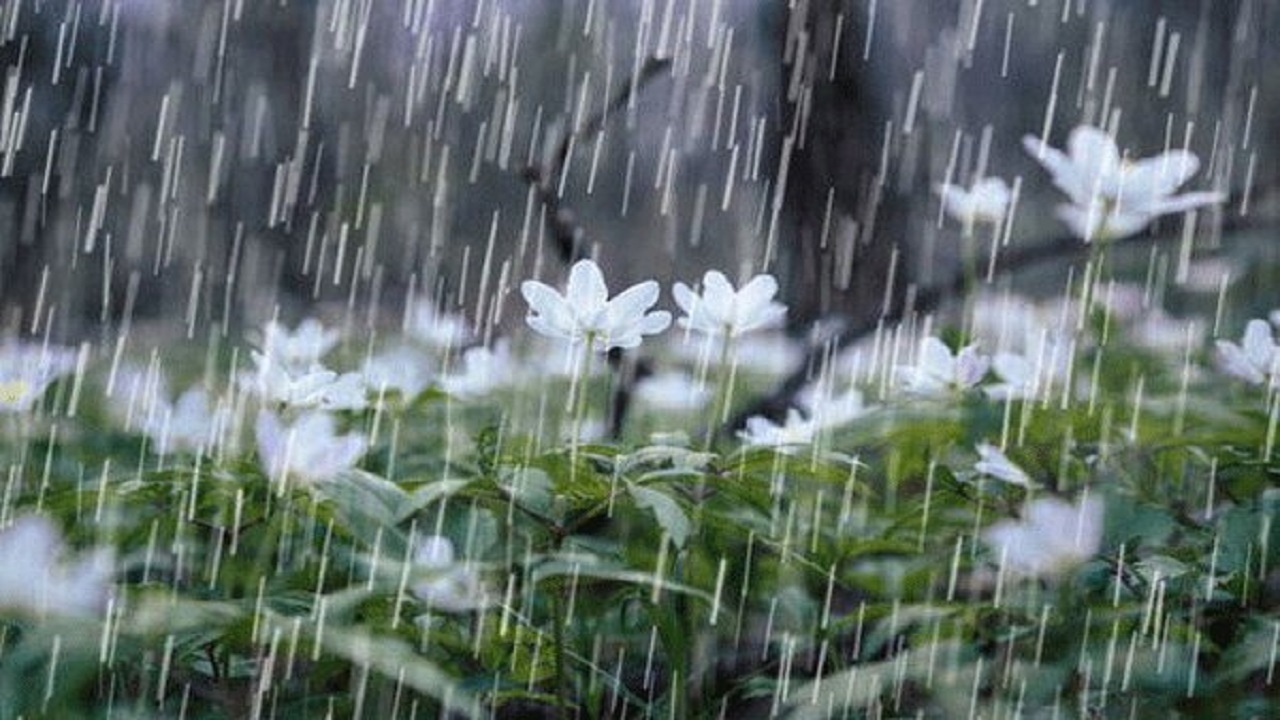 بارش باران بهاری و لطافت هوا در قزوین + فیلم