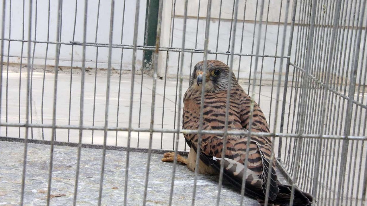 تحویل یک بهله پرنده شکاری به محیط زیست شهرستان ترکمن