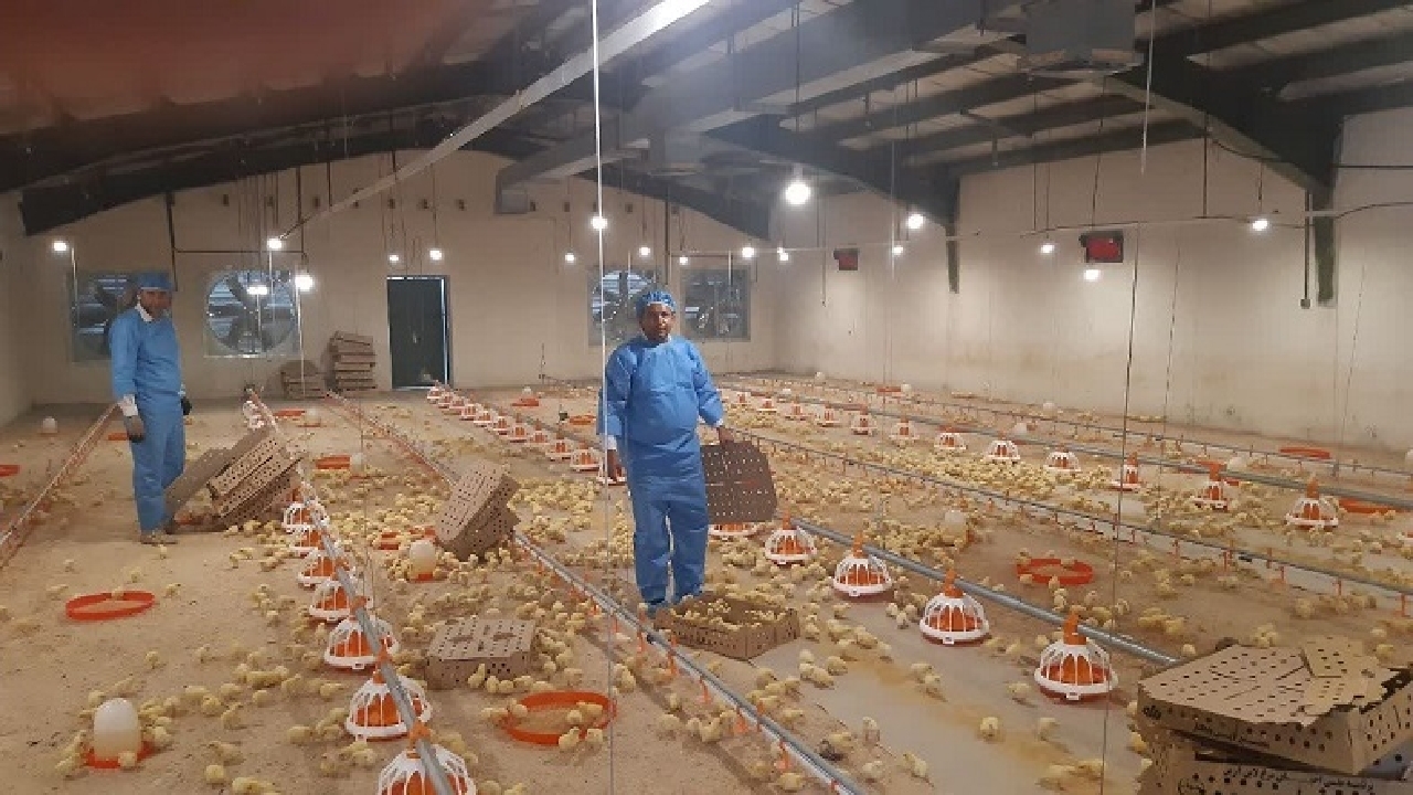 شکاف بین سیاستگذاری و اجرا در حمایت از مرغ لاین