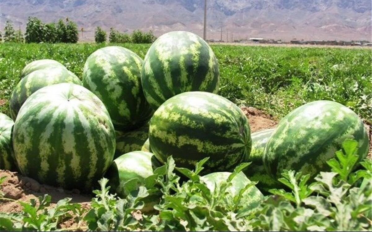 بیش از ۴۰۰ بار جاسک و بیش از ۳۵۰ بار به سیریک حمله شده است! + فیلم