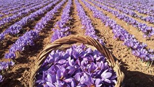 باشگاه خبرنگاران -وامنان؛ جایی که زعفران، خاک را طلا کرد