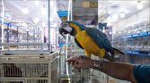 جانمایی پرنده‌فروشان در فاز ۲ بازار پرندگان خلیج فارس/ انتقال واحد‌های پرنده‌فروشی تا نیمه اردیبهشت
