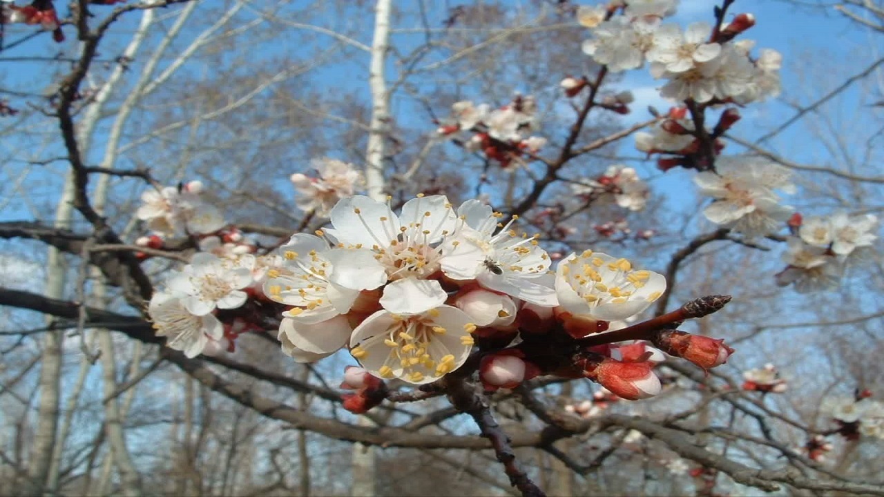 جلوه گری شکوفه‌های درختان در طبیعت شهر قطور + تصاویر