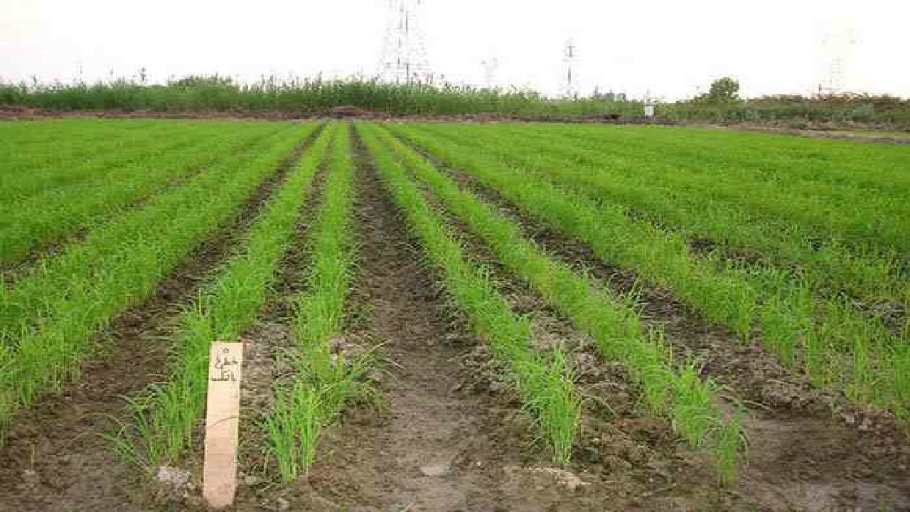 اجرای طرح آبیاری قطره‌ای - نواری در کشت برنج
