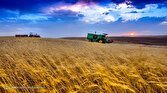 باشگاه خبرنگاران -۳۰ درصد تولید گندم از مزرعه تا سفره هدر می‌رود