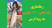 باشگاه خبرنگاران -شاه ماهی ۳۰۰ کیلویی به رود ارس برگشت
