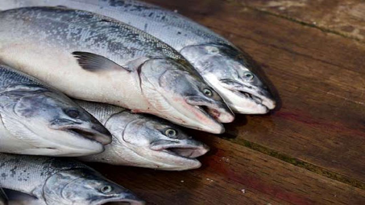 صادرات ۲۰ تن ماهی قزل آلای لرستان به خارج از کشور