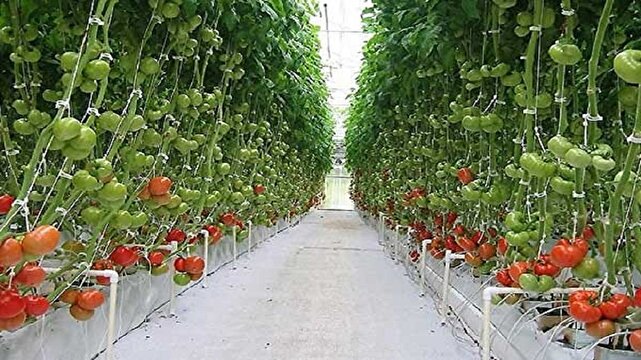 ایجاد پنج هکتار باغ گلخانه در خراسان شمالی
