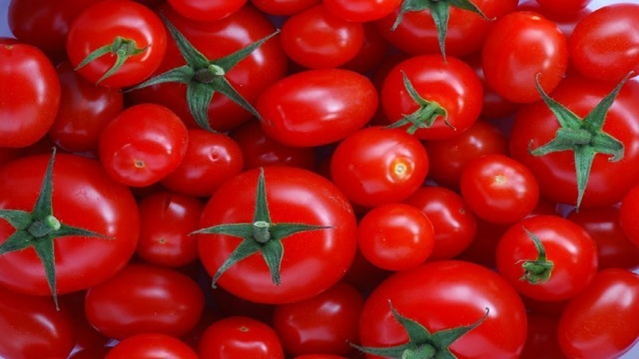 تولید گوجه فرنگی به 300 هزار تن می‌رسد