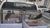 باشگاه خبرنگاران -نگهداری غیرمجاز جانوران وحشی در یکی از کافه‌های رشت