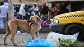 باشگاه خبرنگاران -زنده گیری روزانه ۵۰ سگ بی‌صاحب در تهران/ مردم از غذارسانی بی رویه اجتناب کنند