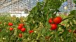 باشگاه خبرنگاران -پیش بینی کشت ۶۰ هکتار از مزارع گوجه فرنگی استان قزوین با روش سایبان 