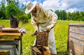 باشگاه خبرنگاران -اردبیل رتبه چهارم تولید عسل کشوری را دارد