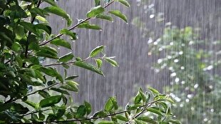 بارش باران بهاری و لطافت هوا در ایلام + فیلم