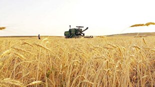 ۱۰۰ هزار تن گندم از کشاورزان ایلامی خریداری شد