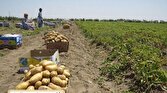 باشگاه خبرنگاران -پیش بینی برداشت ۲۰۰۰ تن سیب زمینی در ایرانشهر