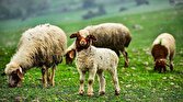 باشگاه خبرنگاران -نگاهی به چرای گوسفندان در دامان طبیعت روستای کتالان + فیلم