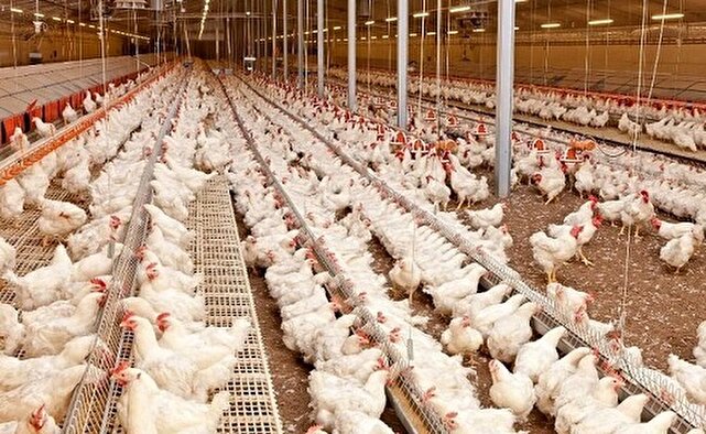 واحد‌های بزرگ پرورش مرغ گوشتی در قم احداث می‌شود