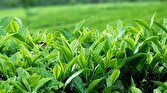 باشگاه خبرنگاران -چین بهاره برگ سبز چای در باغ‌های شمال