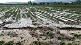 باشگاه خبرنگاران -خسارت ۳۹ میلیارد تومانی سیلاب به حوزه کشاورزی خراسان شمالی
