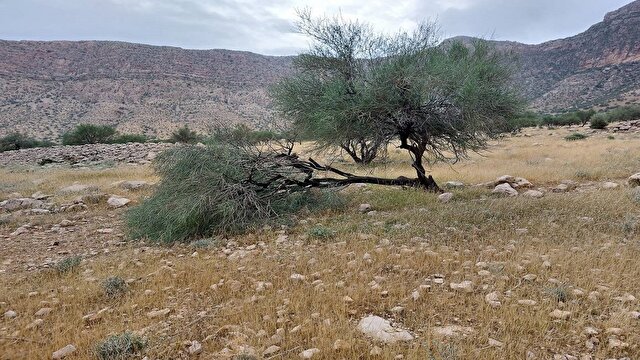 باشگاه خبرنگاران -وزش تندباد در روستای الیف به درختان بادام خسارت زد + فیلم
