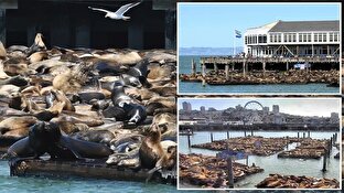 باشگاه خبرنگاران -رکوردشکنی شیر‌های دریایی در بندر سانفرانسیسکو + فیلم