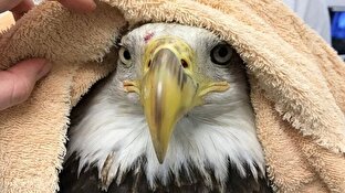 باشگاه خبرنگاران -حرکت تحسین‌برانگیز یک زن در نجات عقاب سرسفید + فیلم