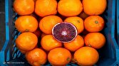 باشگاه خبرنگاران -ضرورت صادرات ۲۰۰ هزار تن سیب و پرتقال تا یک ماه آینده
