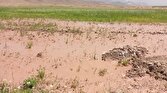 خسارت بیش از ۱۳ میلیارد تومانی سیل در فیروزه